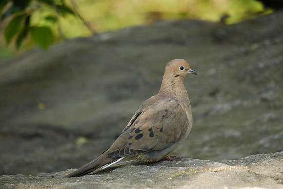 Mourning Dove, Central Park