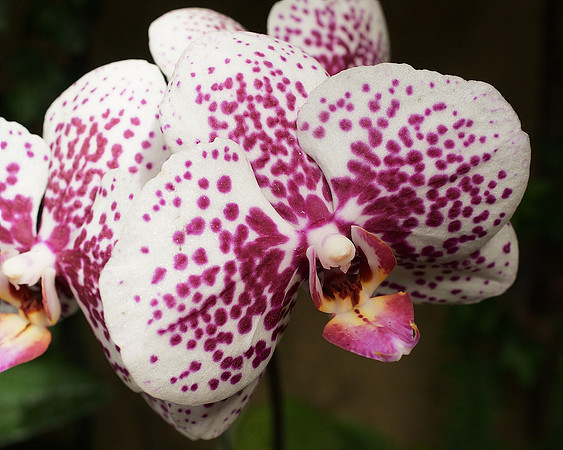 Phalaenopsis