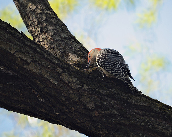Red-Bellied Woodpecker, NY Botanical Garden