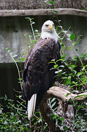 Bald Eagle, Bronx Zoo