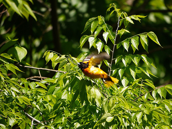 Baltimore Oriole taking off
