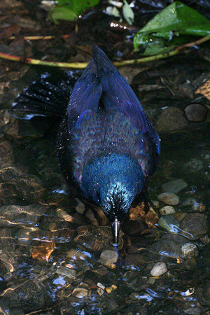Grackle bathing, Central Park