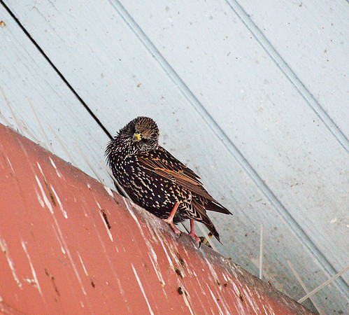 Starling, Belvedere Castle