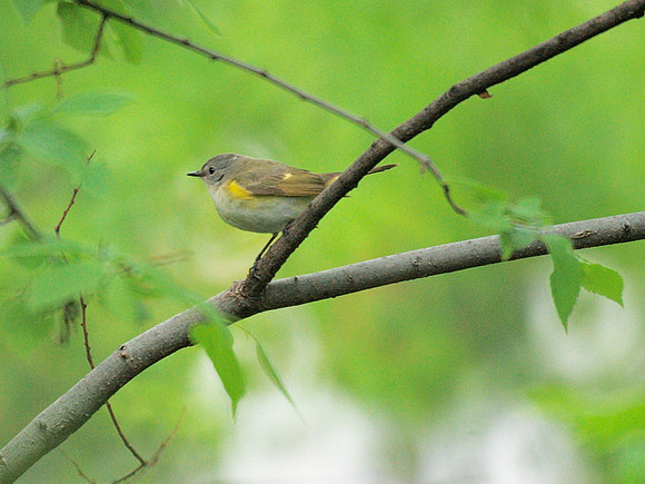 American Redstart, Central Park