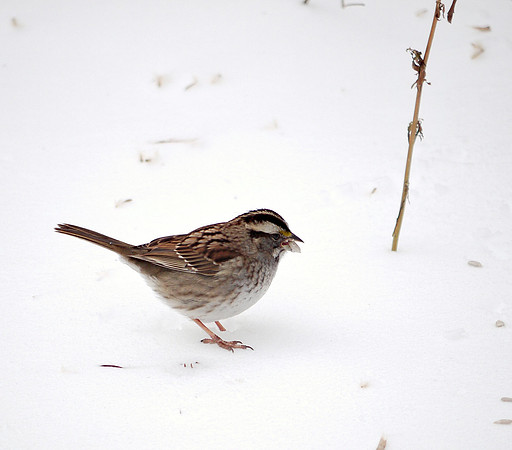 White-Throated Sparrow in snow, Central Park