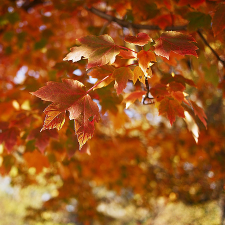 Maple Leaves, Central Park