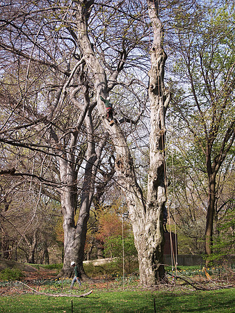 Tree pruning, Central Park