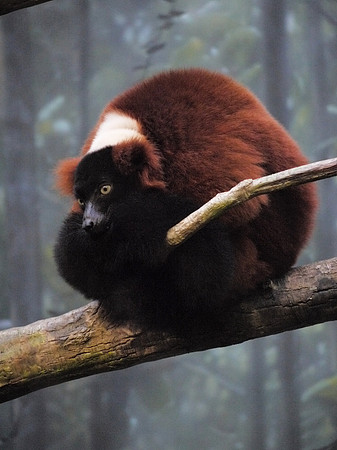 Red-ruffed Lemur, Bronx Zoo