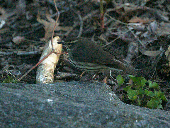 Northern Waterthrush, Central Park