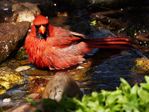 Cardinal bathing, NY Botanical Garden