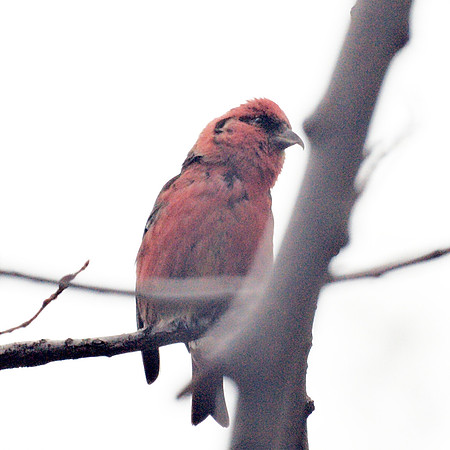 White-Winged Crossbill, Central Park