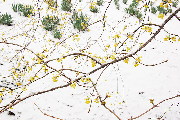 Flowers in a spring snow, Central Park West