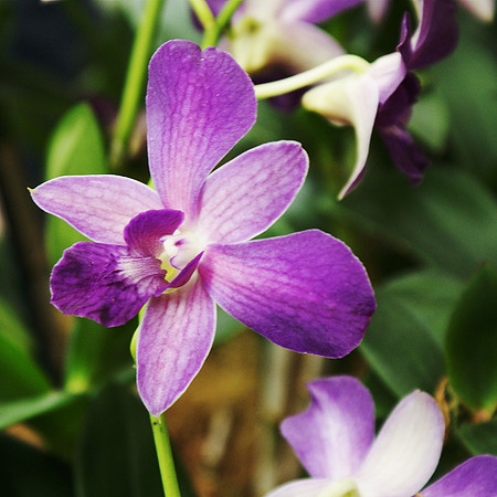 Dendrobium