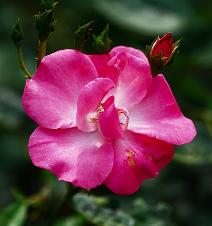 Rose and Buds, Brooklyn Botanic Garden