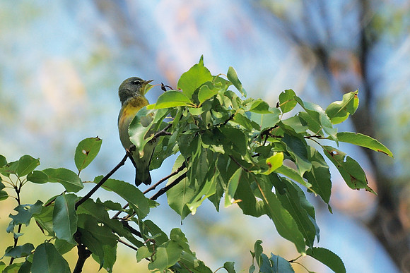 Northern Parula warbler, Central Park