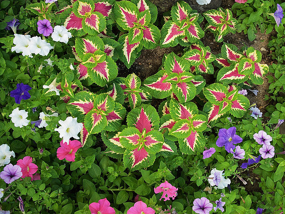 Mosaic