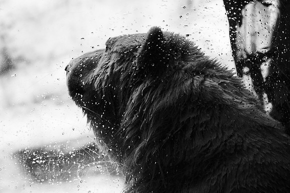 Gus the Polar Bear in a contemplative mood