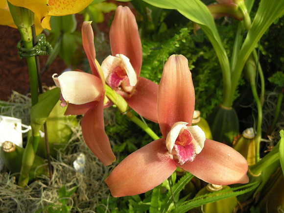 Lycaste-hybrid-01