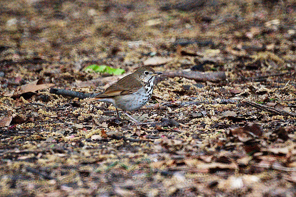 Hermit Thrush, Central Park