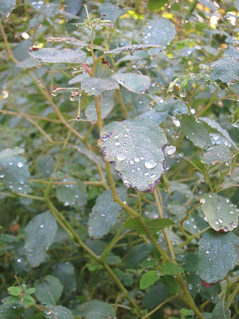 Leaves after rain, Central Park
