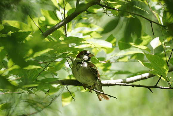 House Sparrow, Central Park