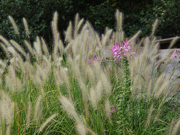 At the Brooklyn Botanic Garden