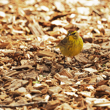 Palm Warbler