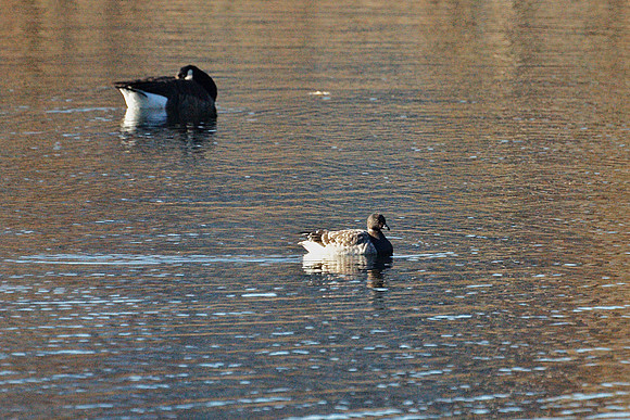 Brant, Central Park Reservoir