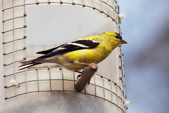 Goldfinch, Central Park