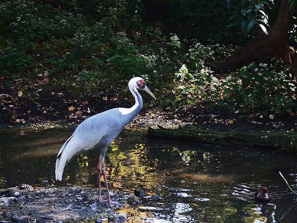 White-Naped Crane, Bronx Zoo