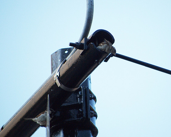 The sparrows at home