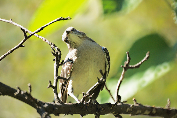 Mockingbird