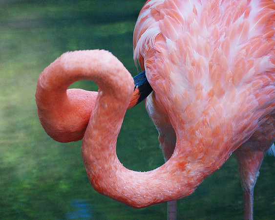 flamingo abstract #2