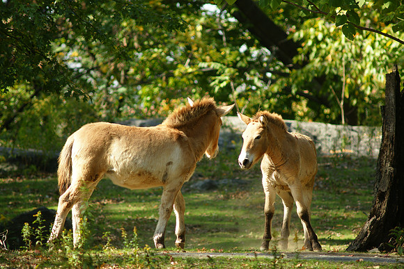Takhis, Bronx Zoo