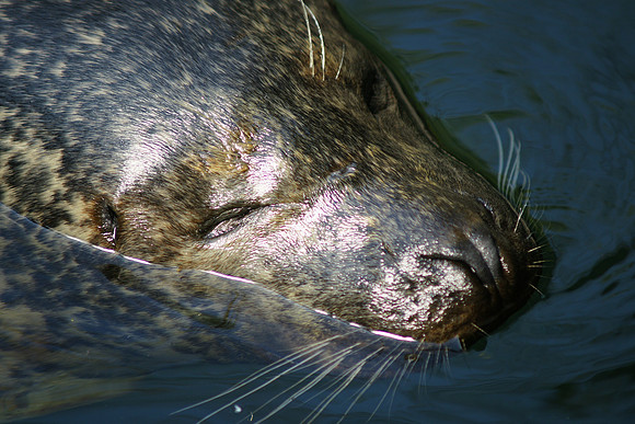 Sea lion