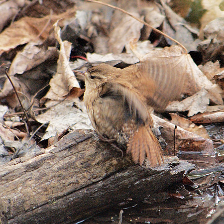 Winter Wren, Central Park