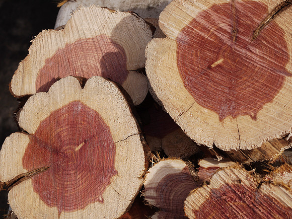 Kindling wood, Union Square Greenmarket