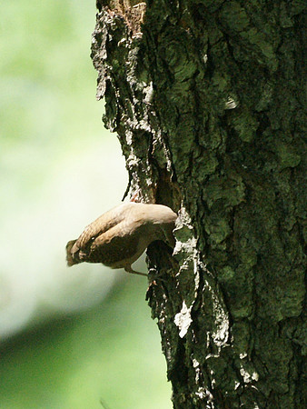 House Wren, Central Park