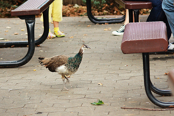 Peahen foraging, Bronx Zoo
