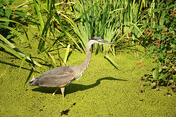 Great Blue Heron, Turtle Pond, Central Park