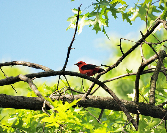 Scarlet Tanager, Central Park