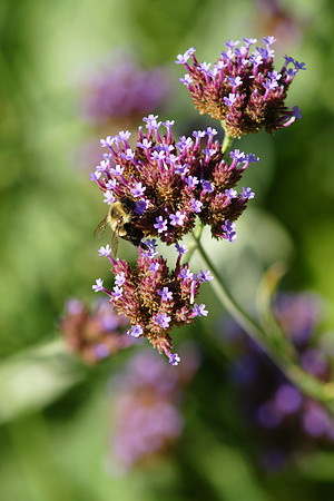 Bee is for Bokeh