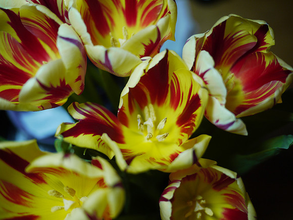Tulips