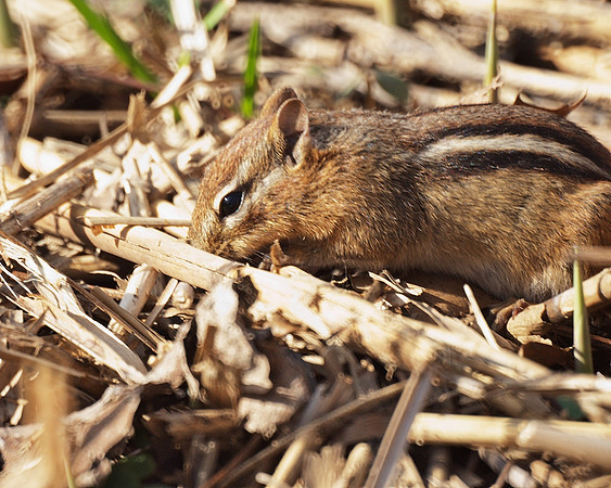Chipmunk