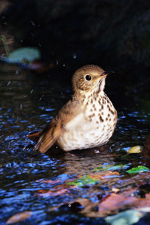 splish-splash I was takin' a bath