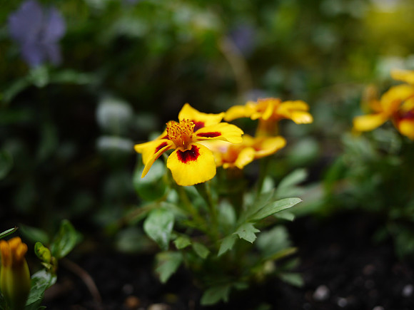 Marigold