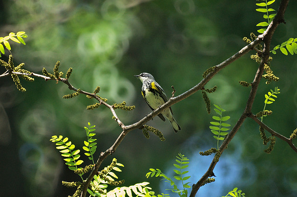 Yellow-Rumped Warbler, Central Park