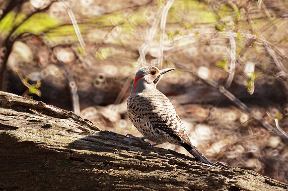 Northern Flicker, Central park