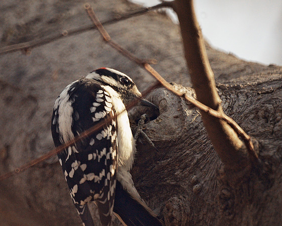Downy Woodpecker, hard at work