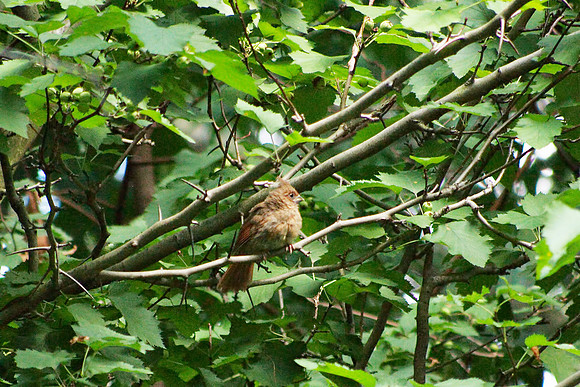 Baby cardinal